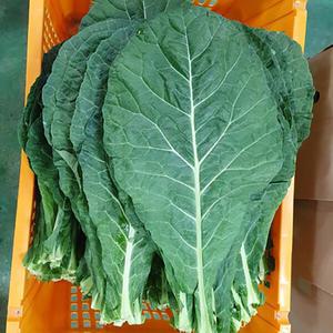 친환경 유기농 케일 2kg 녹즙용 녹즙재료