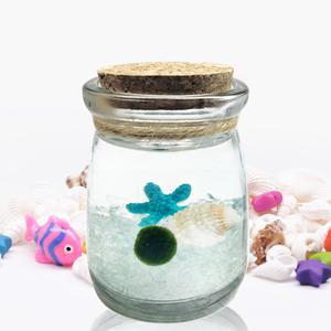 마리모 별푸딩 세트 DIY 수상식물 어항 수족관