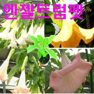 (소망)엔젤트럼펫(흰색/오렌지색/핑크색/멜론키스)화분 4개세트/천사의나팔꽃