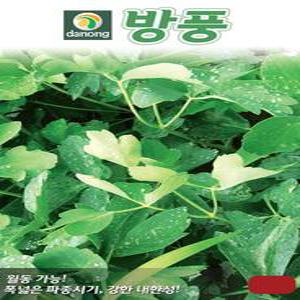 약초 씨앗 방풍 1g