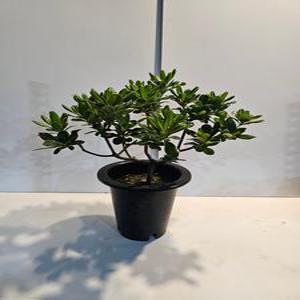 식물공장 만리향 향기가 만리까지 중대품 45-65cm 169