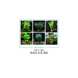 초보자용 포트 수초세트 (랜덤 3포트)