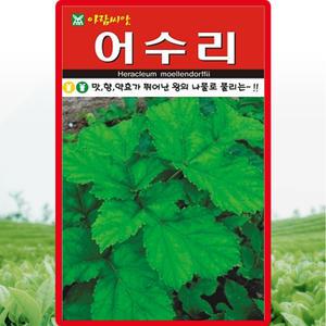 아람종묘 어수리 씨앗 50립 토종 어수리씨 약초 종자