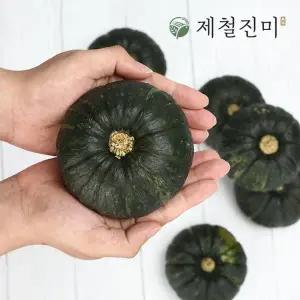[제철진미](6/12 순차배송) 제주 햇 미니밤단호박 미니 3kg (개당 150~300g)