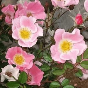 웨딩찔레장미 미니장미 모종 노지월동 다년생 조경 야생화 키우기 A11