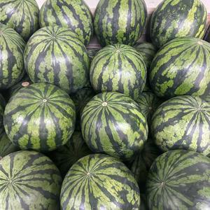 고당도 하우스수박 꿀 프리미엄 노지수박 산지직송 4kg