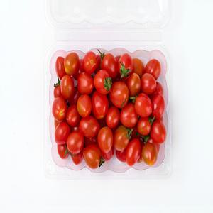 텃밭마을 싱싱한 스테비아 방울토마토 고브릭스 고당도 토마토 500g x 2팩