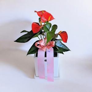[플라워조아]안시리움/금전수/스투키//산세베리아/고무나무/크라톤/스파트/크루시아/맛상/금전수/테이블용/개업선물/공기정화
