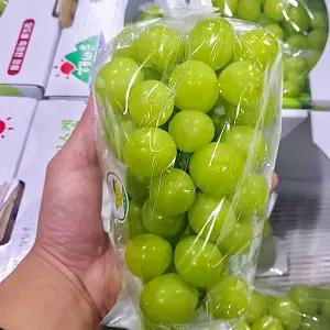 샤인머스켓 2kg (3~4송이 내외) 경북 상주 영천