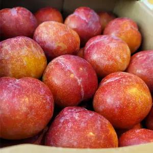 농원발송 경북 새콤달 햇 자두 2KG