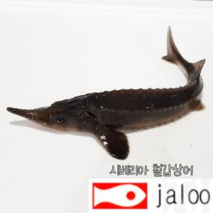 생먹이 자루 시베리안 철갑상어 회색상어 관상용 물고기 어항 연못 취미 캐비어 대형어