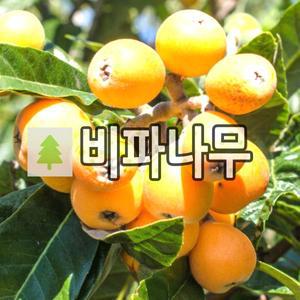 비파나무 묘목 실생1년 포트묘 5개묶음
