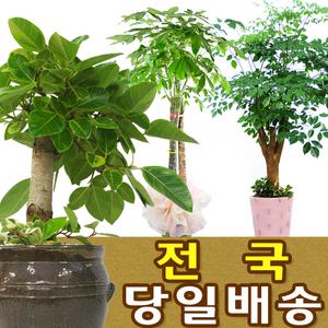 관엽식물 대형화분 행운목 홍콩야자 개업선물 전국꽃배달 공기정화