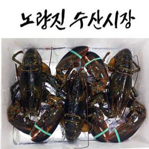 [생물]랍스타(1kg/1.5kg/2kg)(당일상품)(특급배송)
