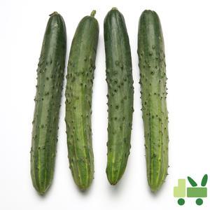 취청오이 (청오이) 10Kg (특)