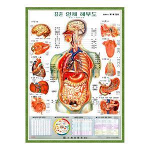 [대해] 한글 인체 내부기관차트(천타입) - 인체해부도