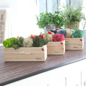 스칸디아모스 화분 DIY 만들기 키트 우드 화분(대)