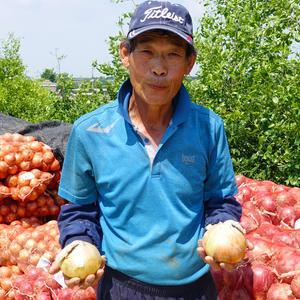 익산 여산마을 햇양파 5kg/10kg(특상중혼합)