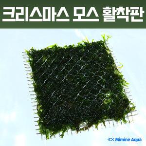 미미네플랜츠 크리스마스 모스 활착판 (8x8cm)
