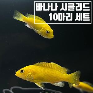 열대어 바나나 시클리드 10마리 물고기 키우기
