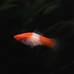 홍백 스워드테일 5마리 난태생 애완 열대어 물고기 관상어 키우기 마리아쿠아