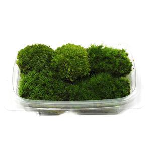 비단이끼 알뜰팩(15cmx11cm) 생이끼 테라리움 만들기 플랜테리어 비바리움