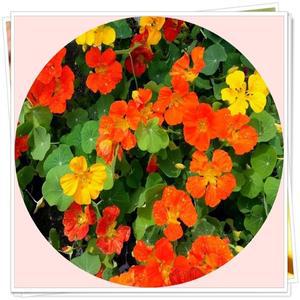 한련화/garden vasturtium/24포트분1세트/초화/조경/정원/꽃모종
