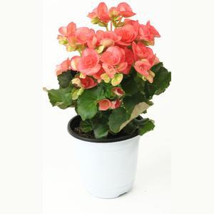베고니아 1년내내피는꽃 공기정화 색화려 플랜테리어 랜덤발송 창가 장미 야생화 중품 식물 봄