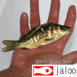 생먹이 자루 향어 7-10cm급 5마리 비늘없는 민물고기 이스라엘 잉어 어항 수족관 연못 방생 실험용 관찰용 먹이용