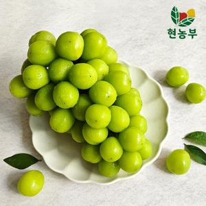 고당도 샤인머스켓 맛보기 1kg 내외(1-3수)