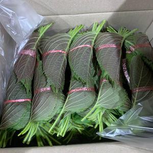 국내산 깻잎 30묶음 1kg 내외