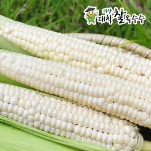 [천상지애][절찬리수확중!!][괴산팜] 괴산 대학찰옥수수 30개(17cm 이상)