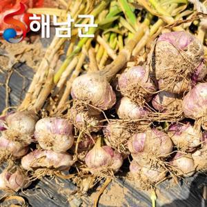전라도 해남 햇마늘 남도마늘 1kg 20~30개 / 요리 양념용 마늘 통마늘