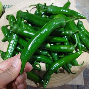 강원도 유기농 아삭이 고추 500g 아삭고추 유기농고추 오이고추 풋고추 안매운고추 과