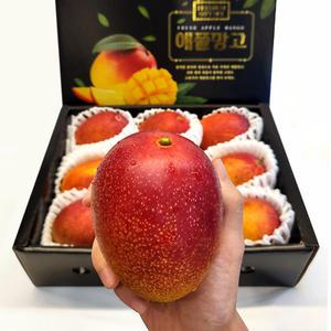 제주섬 애플망고 국내최대농장 초고당도 선물용 6-7입 1.5kg