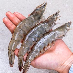 전남 신안 활 흰다리새우 2kg (54-60미 특품) 국산 제철새우