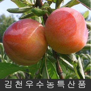 김천자두 시기별 제철 자두 3kg/2kg (특/대 130g~81g) 첫 수확/농원발송