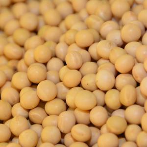 파주 장단콩 1kg /햇콩/백태/1등품