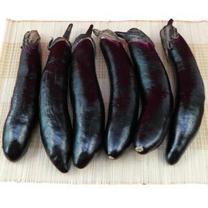 청정 영주소백산 햇 가지 8kg 정품가지