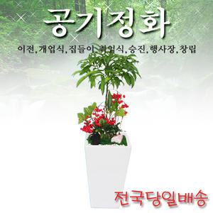 만냥금 사기분 개업식/이전/축하선물/실내공기정화/전국3시간배송