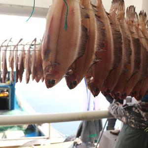 동해안 고성 자연산 손질/미손질 가자미 반건조 가자미 500g/1kg/2kg