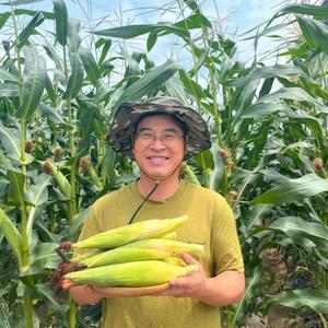 강원도 찰 옥수수 미백 강원도 횡성 영월 정선 생 냉동 찐 옥수수