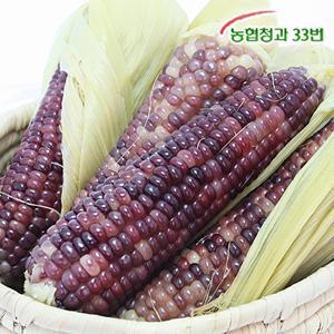 [농협청과33번][농협청과33번] 쫀득쫀득 햇 흑찰옥수수 10개 (15cm내외)