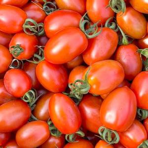 [블루밍그린] 국내산 대추방울토마토 1kg(1-3번과)