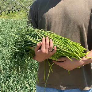[마늘귀신] 경북 의성 국내산 햇 마늘쫑 3KG / 깔끔 손질 의성마늘쫑