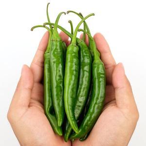 [산지플러스] 국내산 땡초 청양고추 1kg 상 /산지직송