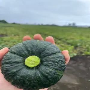 제주 미니 밤호박 미니 단호박 보우짱 10kg