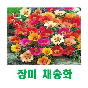 (희귀씨앗) 장미 채송화 혼합 씨앗 50립