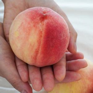 프리미엄 달콤한 딱딱이복숭아 소과 5KG 고당도 딱복