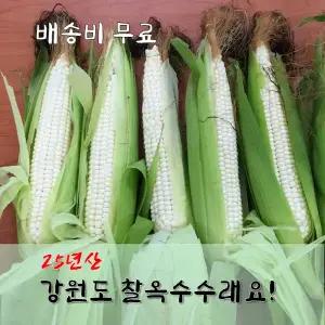 강원도 영월 찰옥수수(미백) 50개 30개